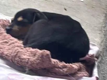 Cachorro raça SRD-ViraLata idade Abaixo de 2 meses nome Sem nome 