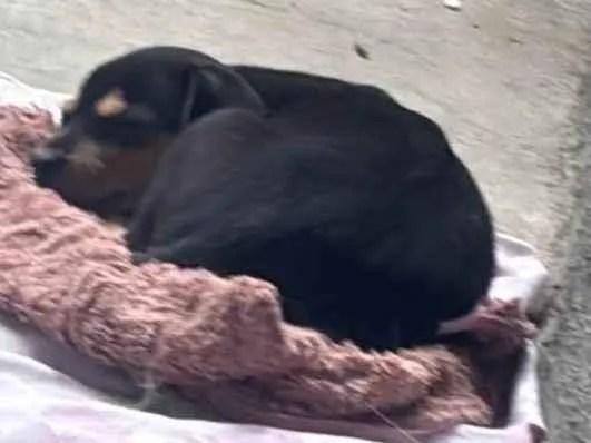 Cachorro ra a SRD-ViraLata idade Abaixo de 2 meses nome Sem nome 