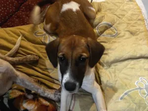 Cachorro raça SRD-ViraLata idade 2 a 6 meses nome Mel