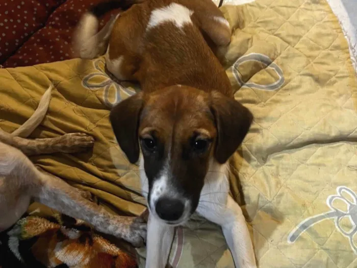 Cachorro ra a SRD-ViraLata idade 2 a 6 meses nome Mel