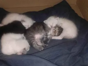 Gato raça Siamês idade Abaixo de 2 meses nome Gatinha