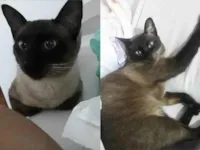 Gato raça Siamês idade 2 anos nome Faísca 