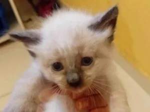 Gato ra a Siamês idade Abaixo de 2 meses nome Branquinha