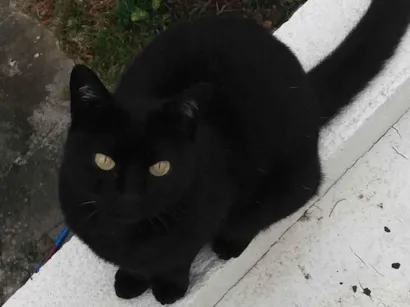 Gato raça SRD-ViraLata idade 6 ou mais anos nome Bichaninha