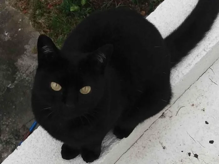 Gato ra a SRD-ViraLata idade 6 ou mais anos nome Bichaninha