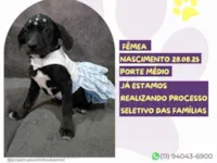 Cachorro raça SRD-ViraLata idade 2 a 6 meses nome Selene