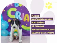 Cachorro raça SRD-ViraLata idade 2 a 6 meses nome Eros