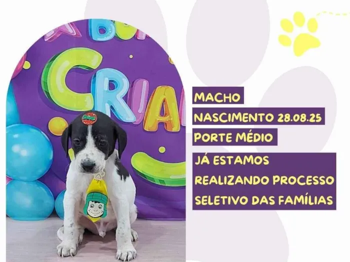 Cachorro raça SRD-ViraLata idade 2 a 6 meses nome Eros