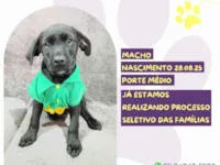 Cachorro raça SRD-ViraLata idade 2 a 6 meses nome Ares