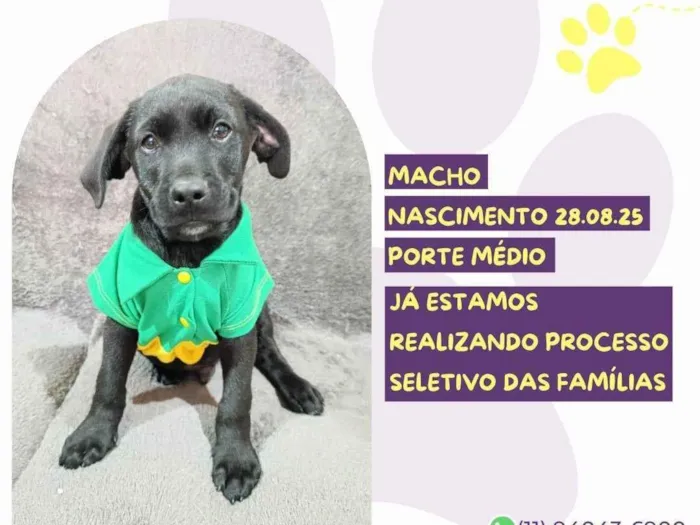 Cachorro raça SRD-ViraLata idade 2 a 6 meses nome Ares