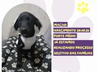 Cachorro raça SRD-ViraLata idade 2 a 6 meses nome Hermes