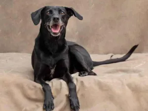 Cachorro raça SRD-ViraLata idade 1 ano nome Amora