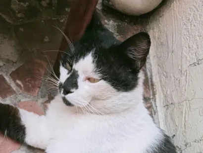 Gato raça SRD-ViraLata idade 4 anos nome Bolinho