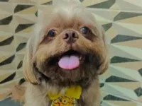 Cachorro raça Shitzu idade 3 anos nome Billy