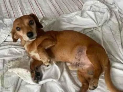 Cachorro ra a SRD-ViraLata idade 3 anos nome Sem nome