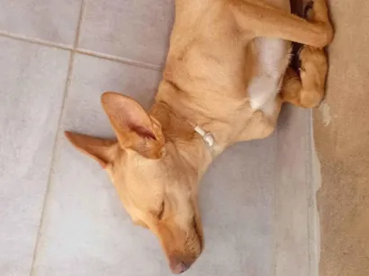 Cachorro raça SRD-ViraLata idade 1 ano nome Kyara 