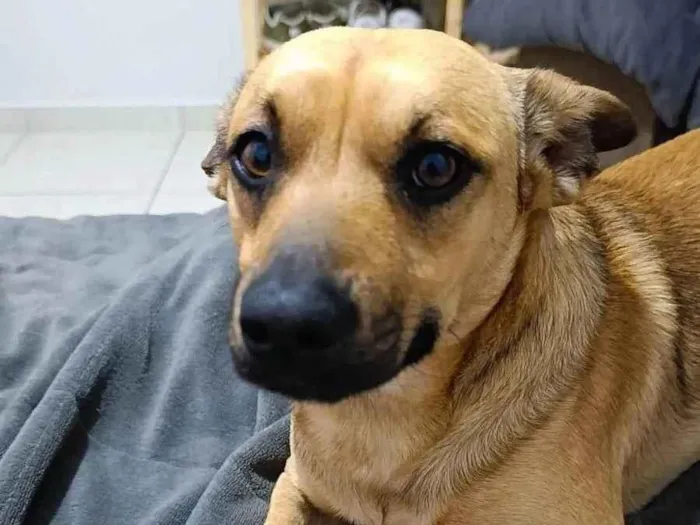 Cachorro ra a SRD-ViraLata idade 1 ano nome Farofa