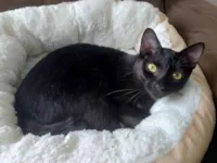 Gato raça SRD-ViraLata idade 1 ano nome RAMONA 