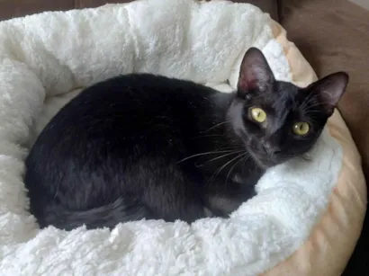 Gato raça SRD-ViraLata idade 1 ano nome RAMONA 