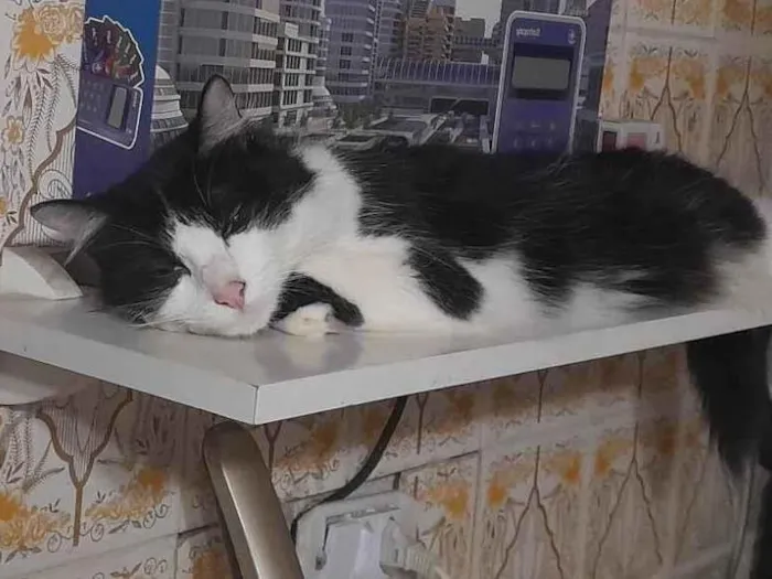 Gato ra a SRD-ViraLata idade 3 anos nome Nala