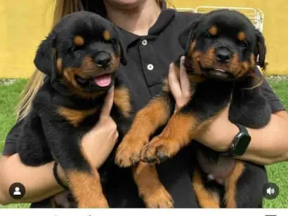 Cachorro raça Pit-Bull idade 2 a 6 meses nome Alessandra 