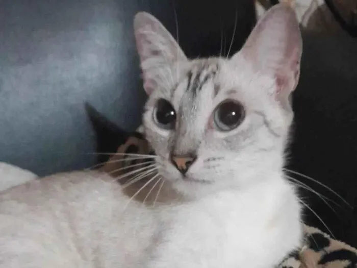 Gato ra a SRD-ViraLata idade 3 anos nome Orihime