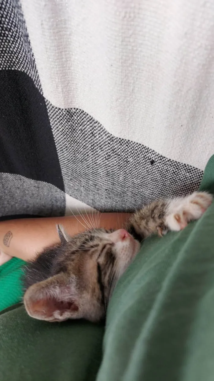 Gato ra a SRD-ViraLata idade Abaixo de 2 meses nome Perseu 