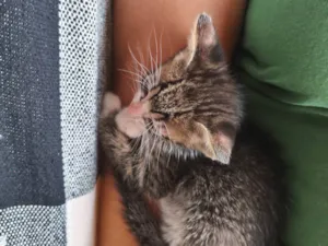 Gato raça SRD-ViraLata idade Abaixo de 2 meses nome Perseu 