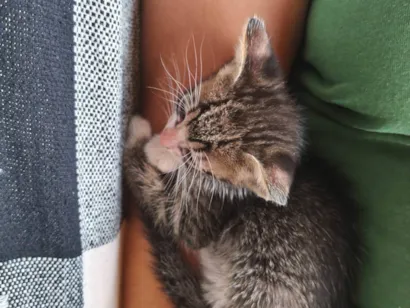 Gato raça SRD-ViraLata idade Abaixo de 2 meses nome Perseu 