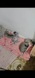 Cachorro ra a Bulldog idade Abaixo de 2 meses nome Venda