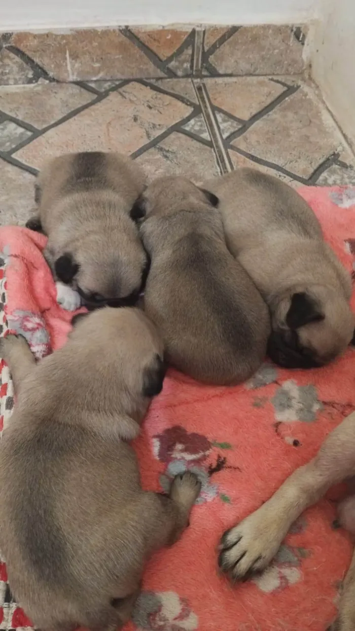 Cachorro ra a Bulldog idade Abaixo de 2 meses nome Venda
