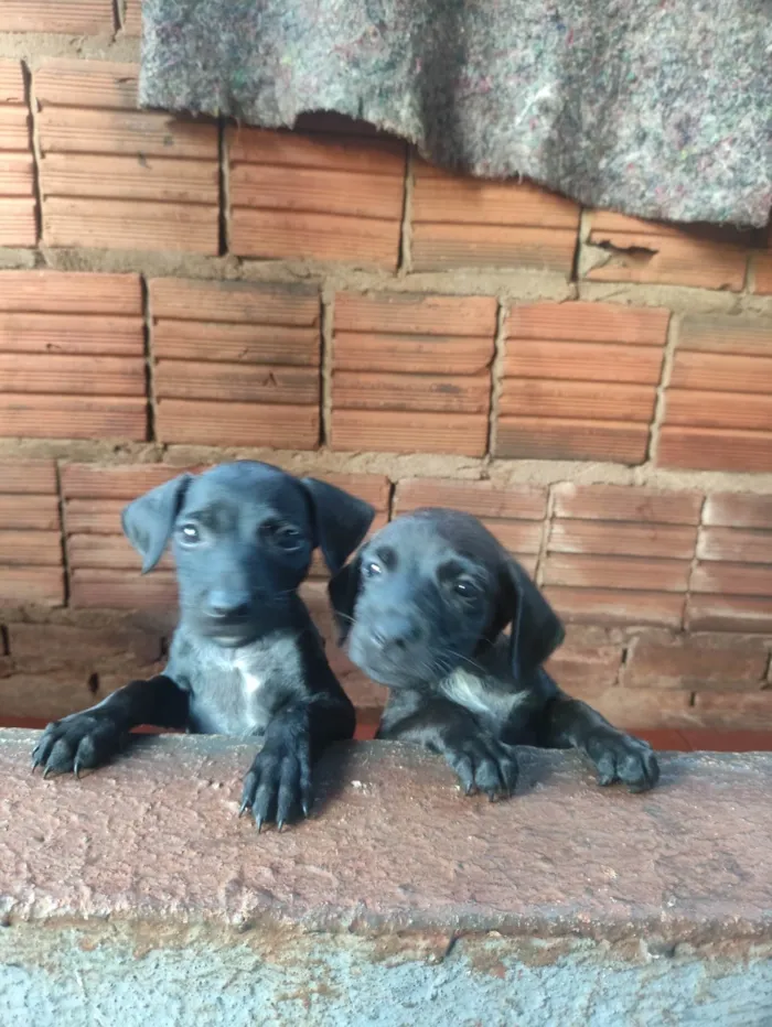 Cachorro raça SRD-ViraLata idade 2 a 6 meses nome DANIEL FIGUEREDO DE SOUZA