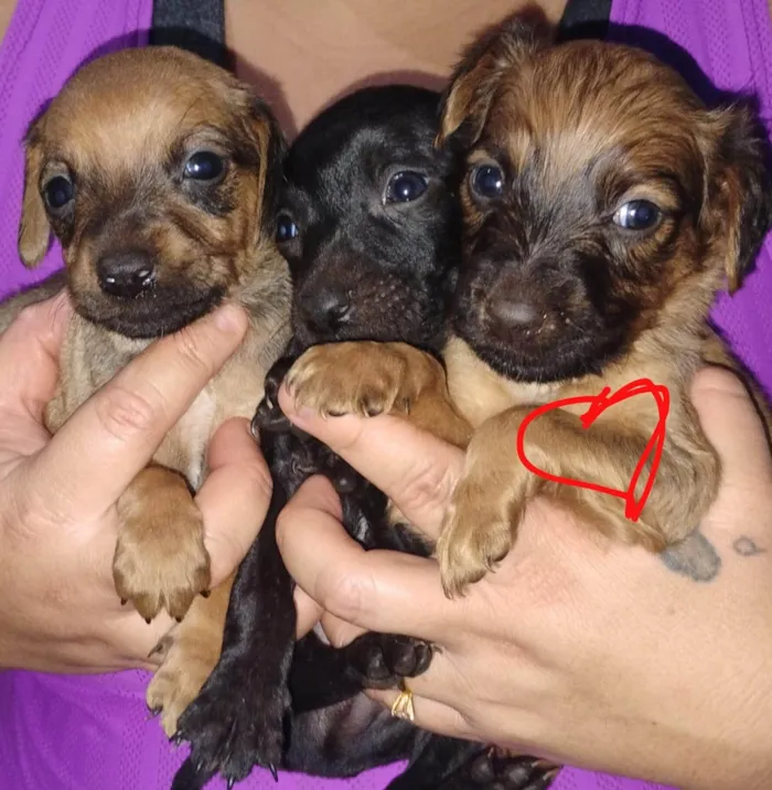 Cachorro raça SRD-ViraLata idade 2 a 6 meses nome DANIEL FIGUEREDO DE SOUZA