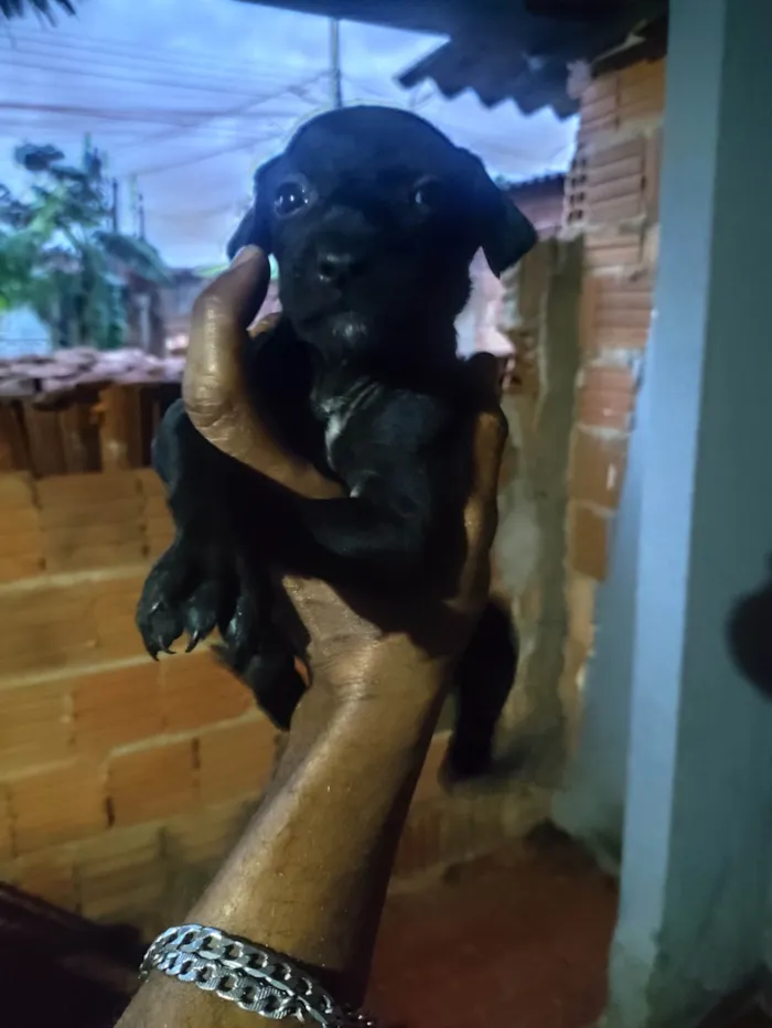 Cachorro raça SRD-ViraLata idade 2 a 6 meses nome DANIEL FIGUEREDO DE SOUZA