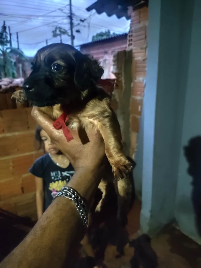 Cachorro raça SRD-ViraLata idade 2 a 6 meses nome DANIEL FIGUEREDO DE SOUZA