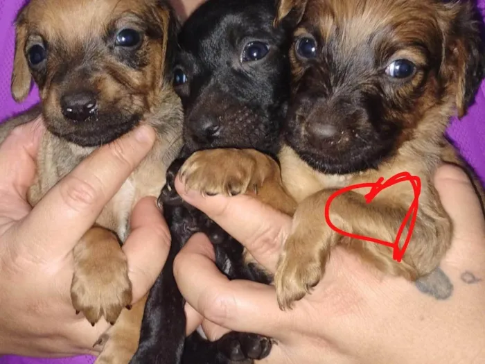 Cachorro raça SRD-ViraLata idade 2 a 6 meses nome DANIEL FIGUEREDO DE SOUZA