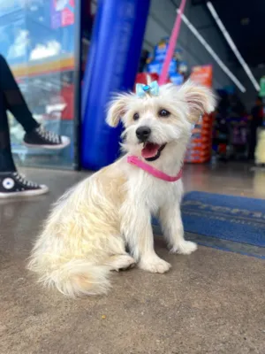 Cachorro ra a SRD-ViraLata idade 1 ano nome Cristal