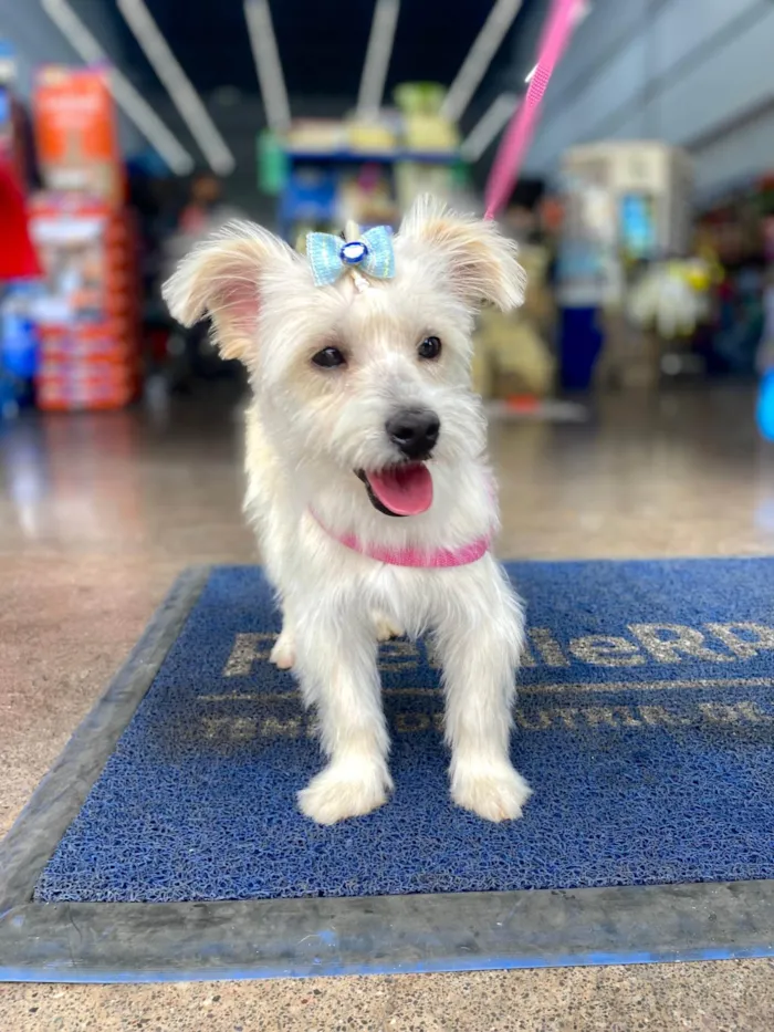 Cachorro ra a SRD-ViraLata idade 1 ano nome Cristal