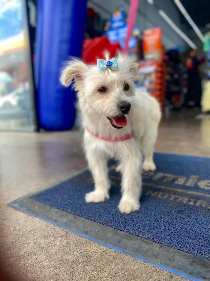 Cachorro ra a SRD-ViraLata idade 1 ano nome Cristal