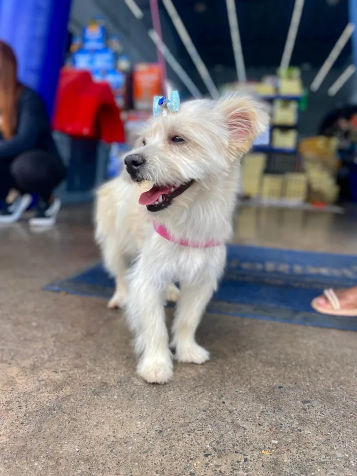 Cachorro ra a SRD-ViraLata idade 1 ano nome Cristal