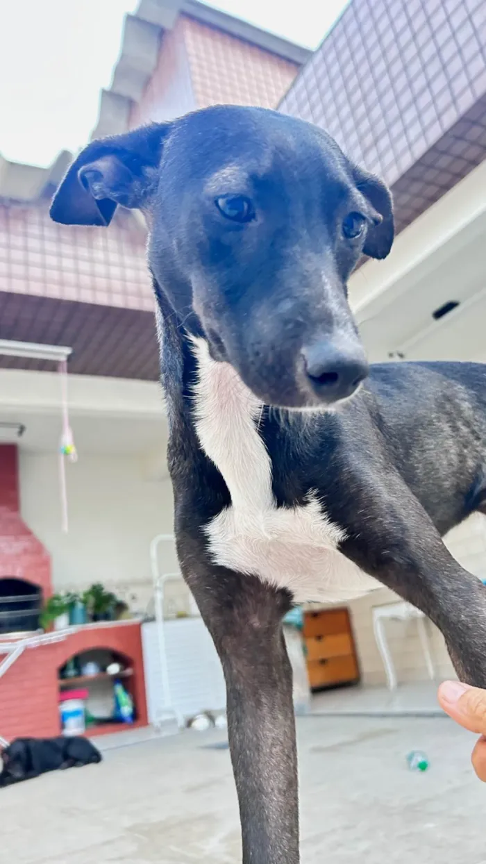 Cachorro raça SRD-ViraLata idade 7 a 11 meses nome MASLA