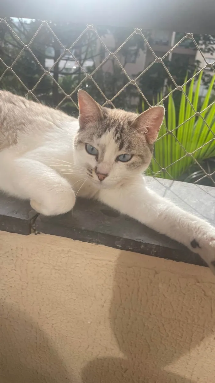 Gato ra a SRD-ViraLata idade 2 a 6 meses nome Lia