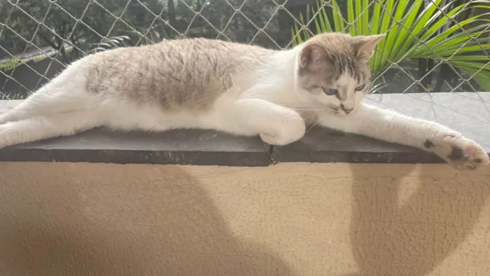 Gato ra a SRD-ViraLata idade 2 a 6 meses nome Lia