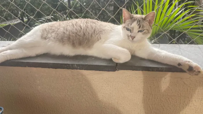 Gato ra a SRD-ViraLata idade 2 a 6 meses nome Lia
