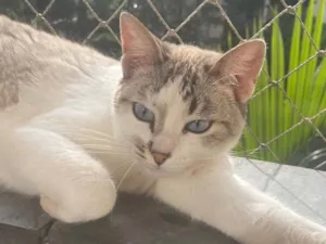 Gato ra a SRD-ViraLata idade 2 a 6 meses nome Lia