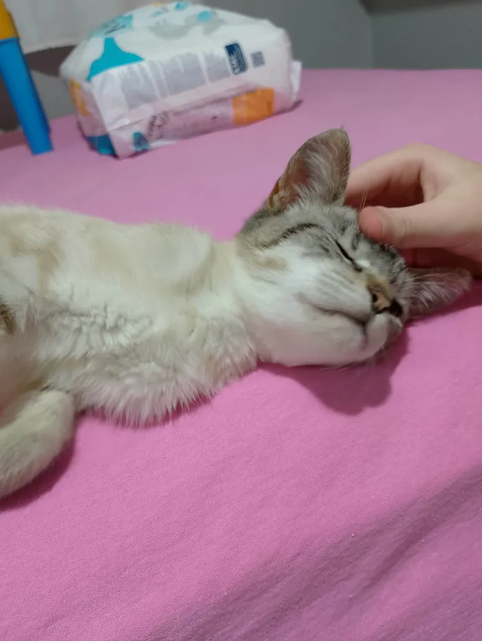 Gato ra a SRD-ViraLata idade 2 anos nome Nata