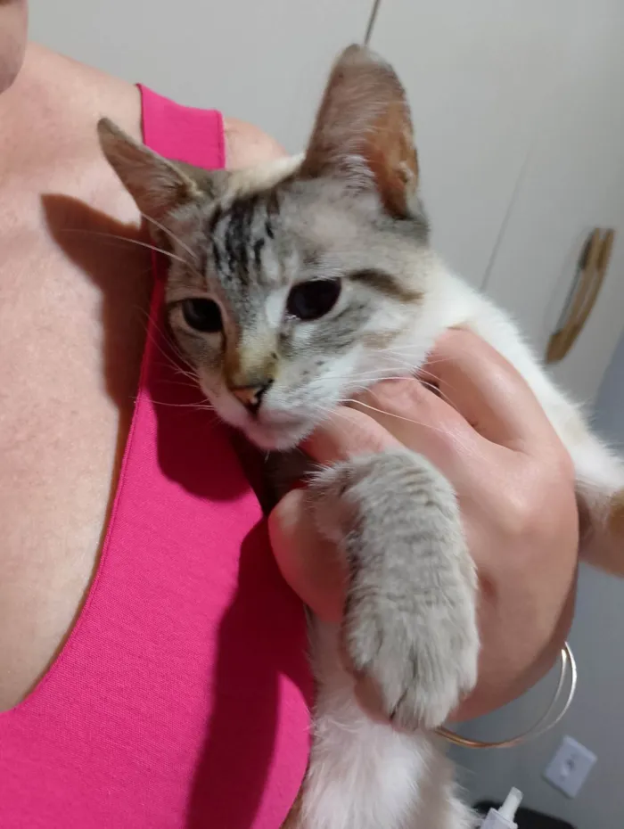 Gato ra a SRD-ViraLata idade 2 anos nome Nata