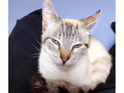 Gato raça SRD-ViraLata idade 2 anos nome Nata