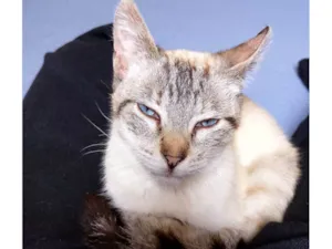 Gato ra a SRD-ViraLata idade 2 anos nome Nata