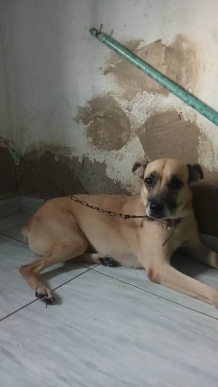 Cachorro ra a SRD-ViraLata idade 4 anos nome Belinha 